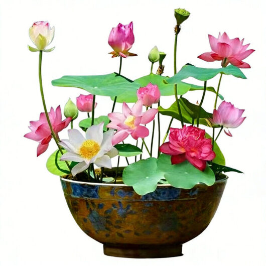 120 lotus seeds, lotus seeds for bonsai in mixed colors, multicolored water lily seeds, aquatic lotus seeds, suitable for balcony, garden, or home